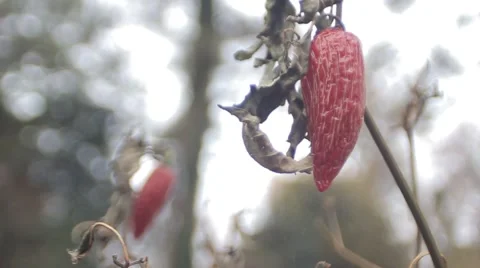 Chili Pepper, close up Stock Footage 50445023