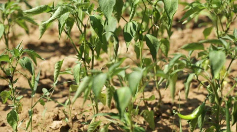 Chili pepper crop moving on wind at hot sunny day Stock Footage 35841448