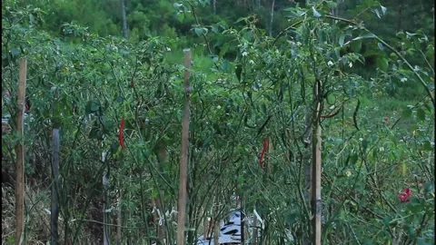 Chili Pepper Field Stock Footage 140974348
