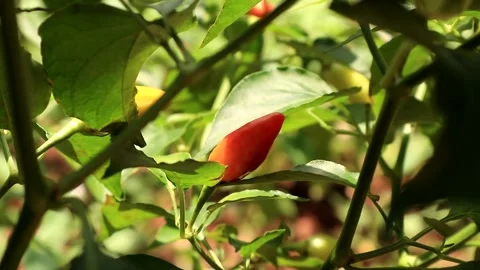 Chili pepper Stock Footage 237038485