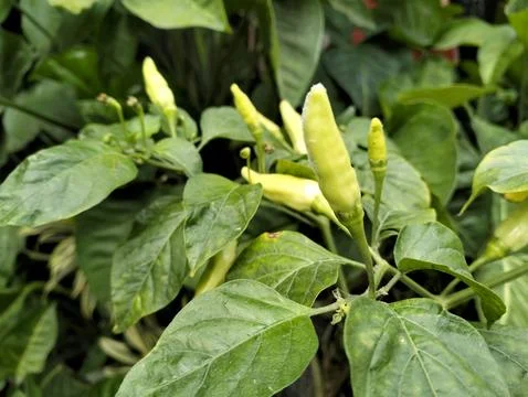 Chili pepper fruit Stock Photos