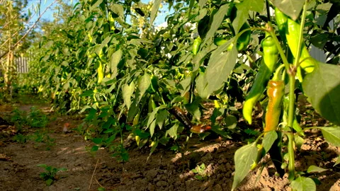 Chili pepper grows in the garden. Selective focus. Stock Footage 211628147