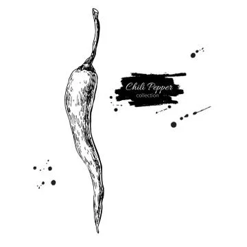 Chili Pepper hand drawn vector illustration. Vegetable engraved Stock Illustration