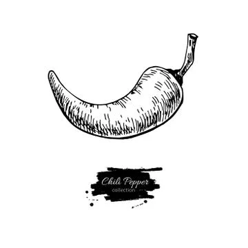 Chili Pepper hand drawn vector illustration. Vegetable engraved Stock Illustration