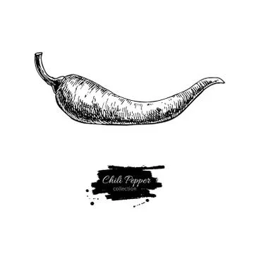 Chili Pepper hand drawn vector illustration. Vegetable engraved style objec.. Stock Illustration