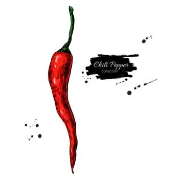 Chili Pepper hand drawn vector illustration. Vegetable object. Isolated hot.. Stock Illustration
