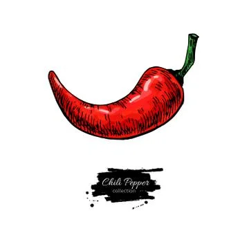 Chili Pepper hand drawn vector illustration. Vegetable object. Isolated hot.. Stock Illustration