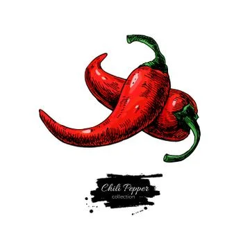 Chili Pepper hand drawn vector illustration. Vegetable object. Isolated hot.. Stock Illustration