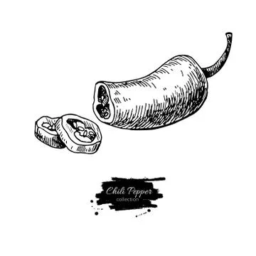 Chili Pepper hand drawn vector illustration. Vegetable engraved style objec.. Stock Illustration