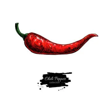 Chili Pepper hand drawn vector illustration. Vegetable object. Isolated hot.. Stock Illustration