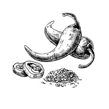 Chili Pepper hand drawn vector illustration. Vegetable engraved style objec.. Stock Illustration