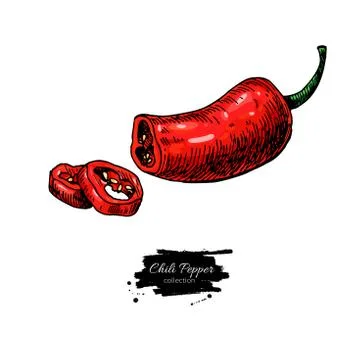Chili Pepper hand drawn vector illustration. Vegetable artistic style objec.. Stock Illustration