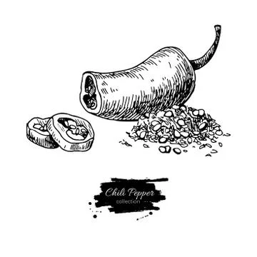 Chili Pepper hand drawn vector illustration. Vegetable engraved style objec.. Stock Illustration