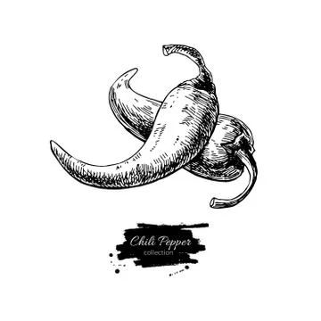 Chili Pepper hand drawn vector illustration. Vegetable engraved style object. Stock Illustration