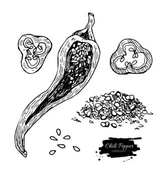 Chili Pepper hand drawn vector illustration. Vegetable engraved style objec.. Stock Illustration