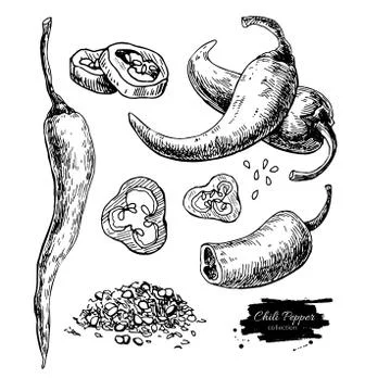Chili Pepper hand drawn vector illustration. Vegetable engraved Stock Illustration