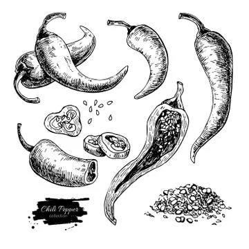 Chili Pepper hand drawn vector illustration. Vegetable engraved style objec.. Stock Illustration