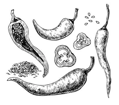 Chili Pepper hand drawn vector illustration. Vegetable engraved style objec.. Stock Illustration