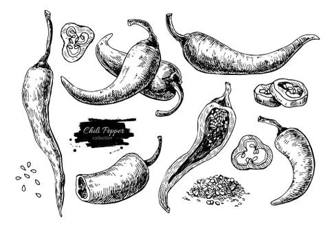 Chili Pepper hand drawn vector illustration. Vegetable engraved style objec.. Stock Illustration