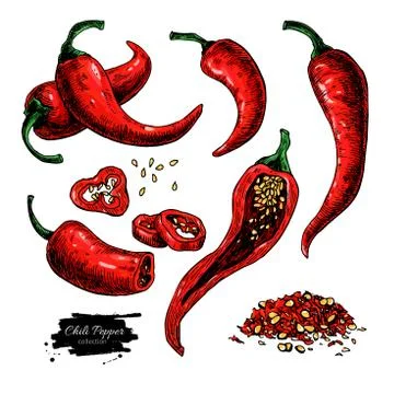 Chili Pepper hand drawn vector illustration. Vegetable artistic style objec.. Stock Illustration