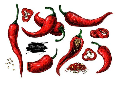 Chili Pepper hand drawn vector illustration. Vegetable artistic style objec.. Stock Illustration