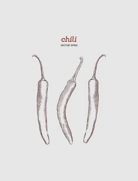 Chili Pepper hand drawn vector illustration. Stock Illustration