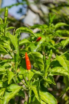 Chili pepper Stock Photos