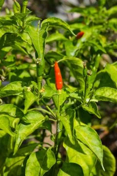 Chili pepper Stock Photos
