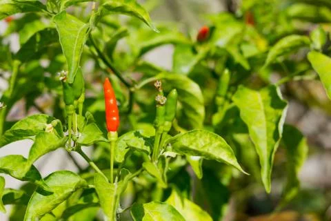 Chili pepper Stock Photos