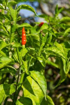 Chili pepper Stock Photos