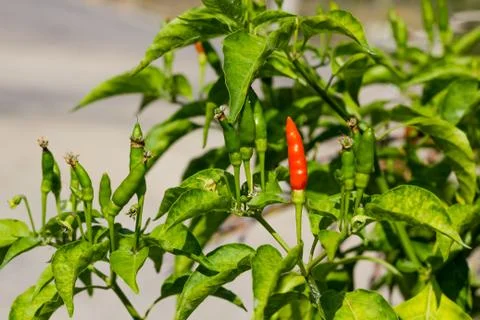 Chili pepper Stock Photos