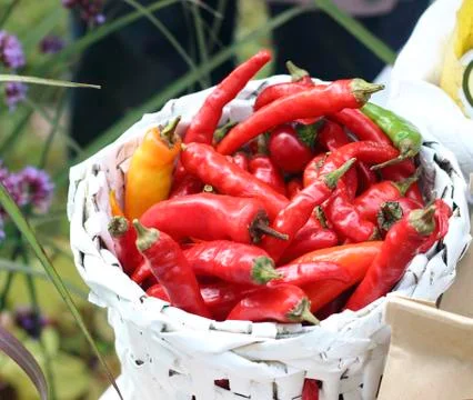 Chili pepper Stock Photos