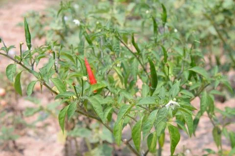 Chili pepper Stock Photos