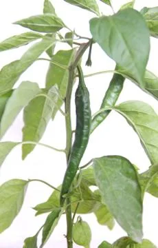 Chili pepper 스톡 사진