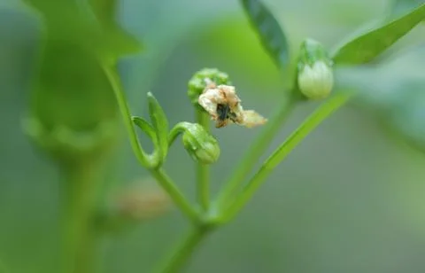 Chili pepper 写真素材