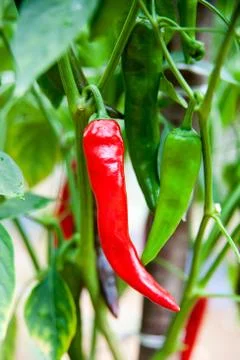 Chili pepper Foto stock