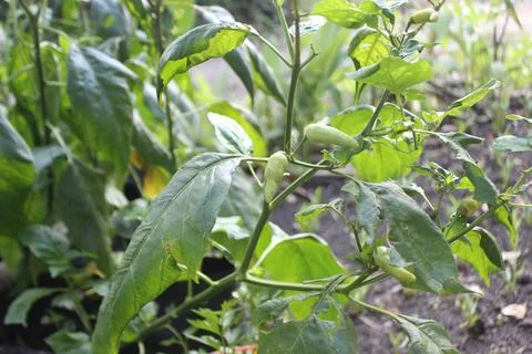 Chili pepper Foto stock