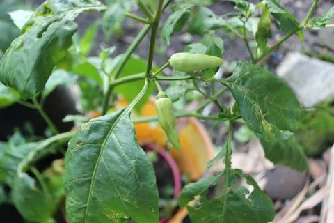 Chili pepper Foto stock