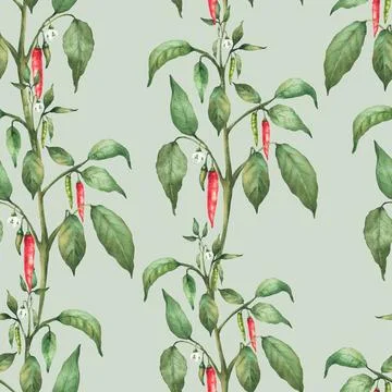 Chili pepper plant seamless pattern with red and green Pepper pods, flowers and 스톡 일러스트