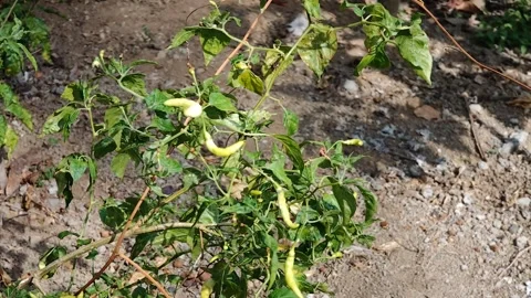 Chili pepper plants Stock Footage 288648785
