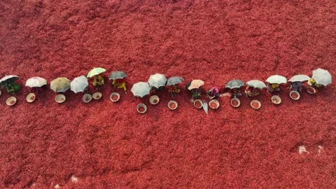 Chili pepper Production. Workers sorting red chili peppers. Spice production 스톡 동영상 284854519