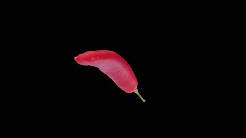 Chili pepper spin and float - chili isolated, alpha channel included 스톡 동영상 161356580