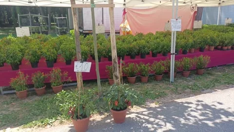 Chili pepper stall in the pine forest, July 5, 2026, Italy Stock-Footage 338286641