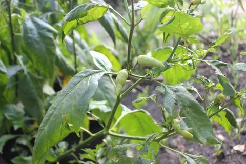 Chili pepper on the tree Foto stock