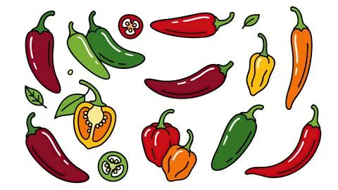 Chili Pepper Vector Set with Red Green Yellow and Orange Peppers Stock Illustration