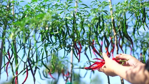 Chili peppers Stock Footage 133302359