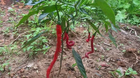 Chili Peppers Stock Footage 285582138