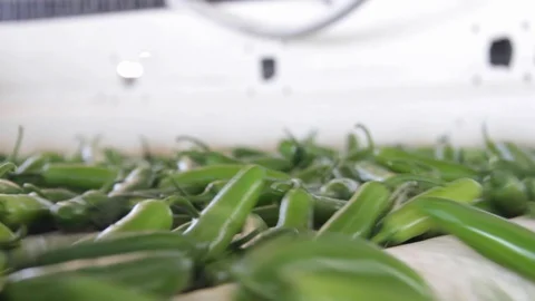 Chili peppers in screening machine 스톡 동영상 130042723