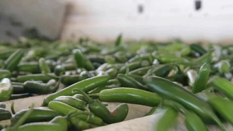 Chili peppers in screening machine 스톡 동영상 130042749