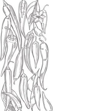 Chili peppers on white background. Vector background. Stock Illustration
